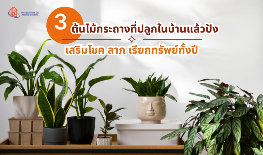 ต้นไม้กระถางที่ปลูกในบ้านแล้วปัง เสริมโชค ลาภ เรียกทรัพย์ทั้งปี
